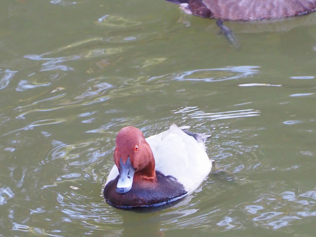 Попелюх звичайний - ML646106967