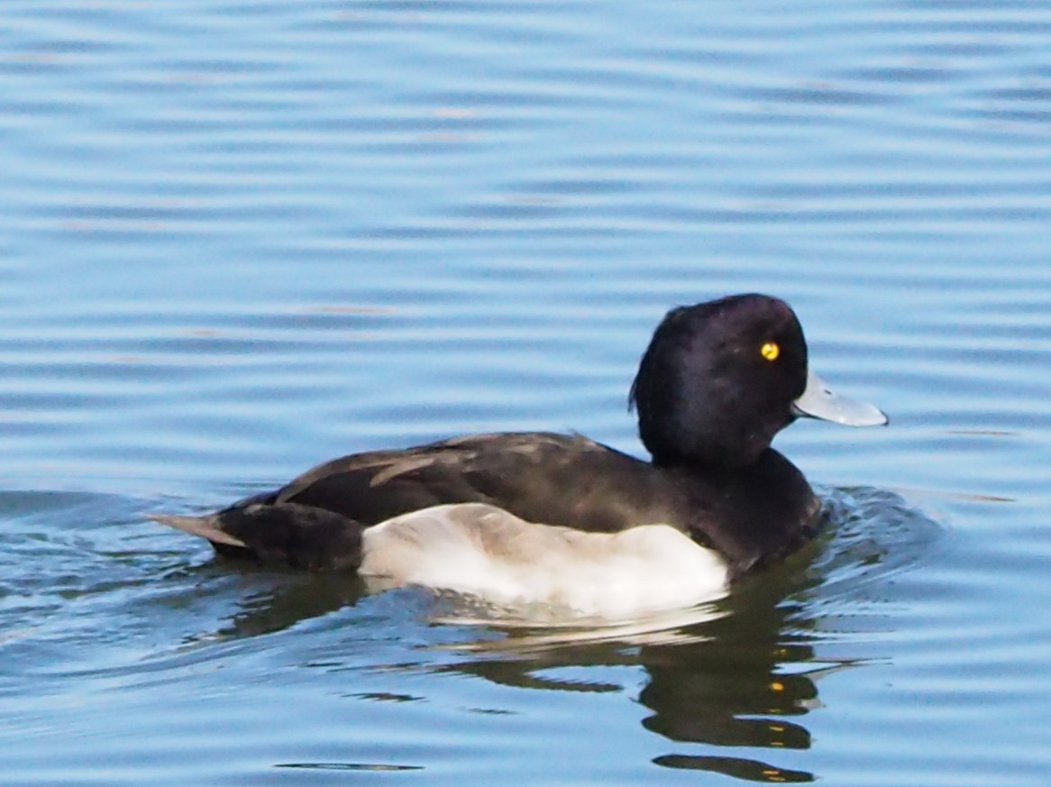 Чернь чубата - ML646106975