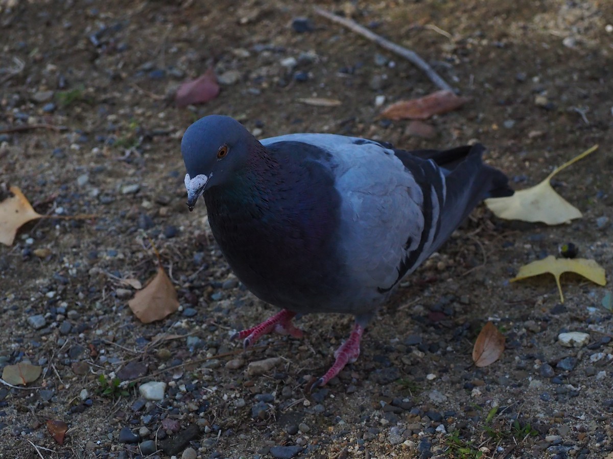 holub skalní (domácí) - ML646106976