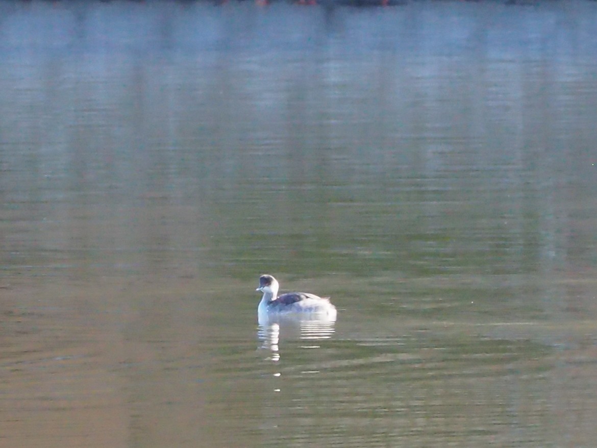 potápka černokrká - ML646106978