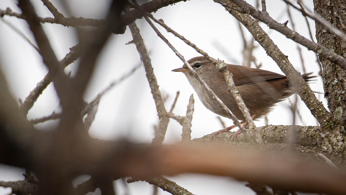 střízlík obecný - ML646106979
