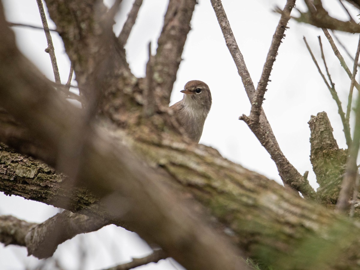 střízlík obecný - ML646106980