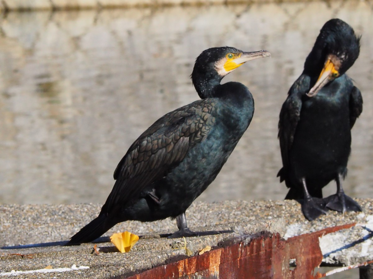 kormorán velký - ML646106981