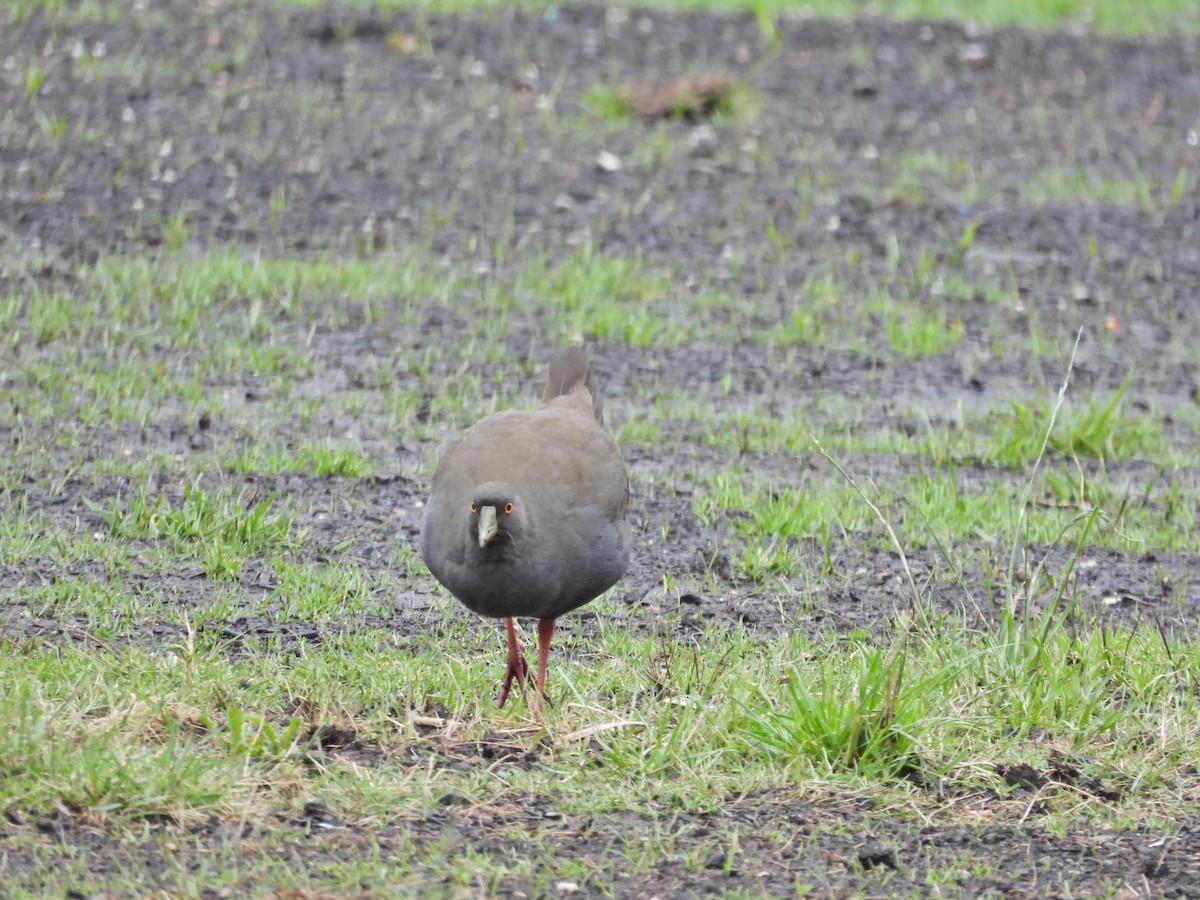 slípka černoocasá - ML646106982