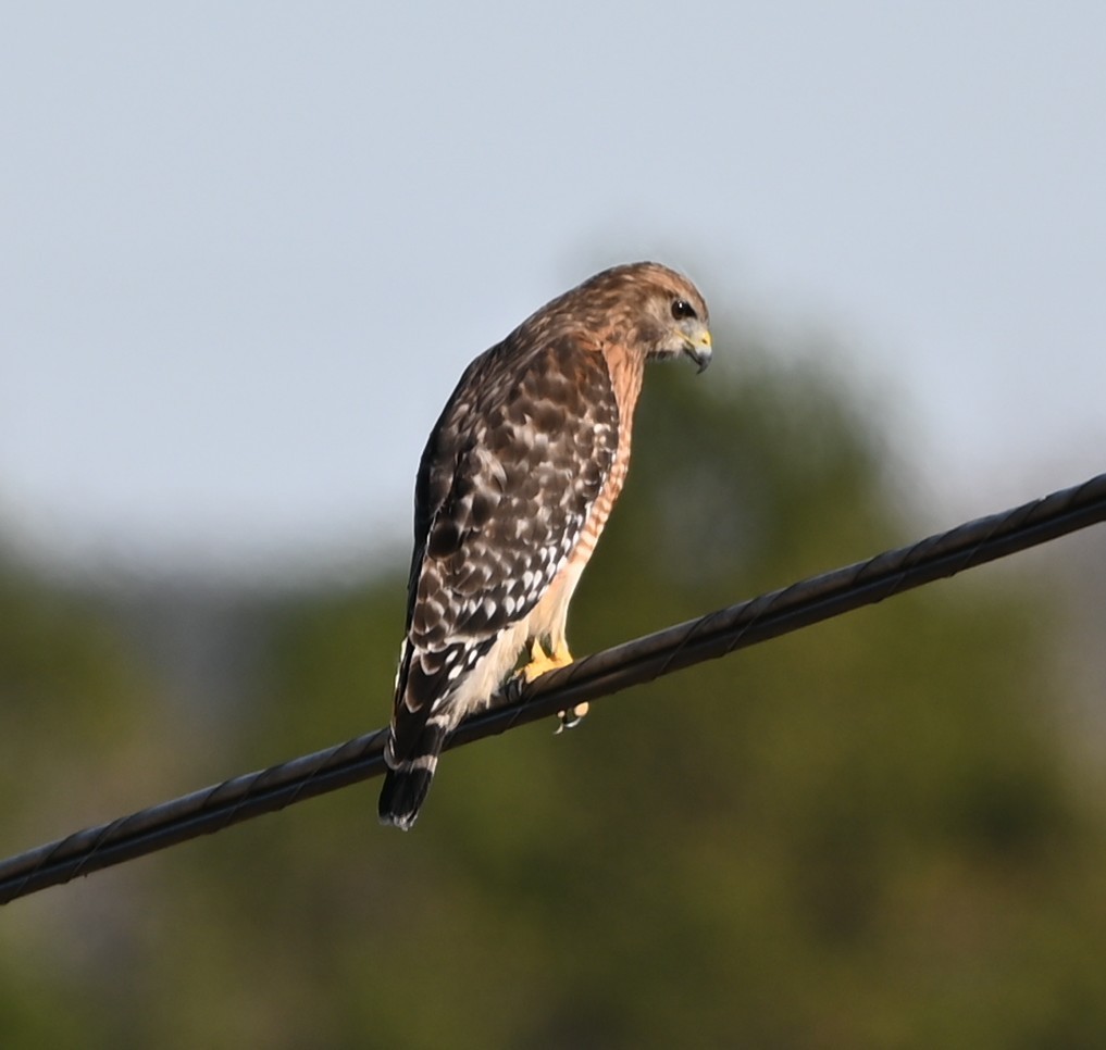 káně páskovaná - ML646106983