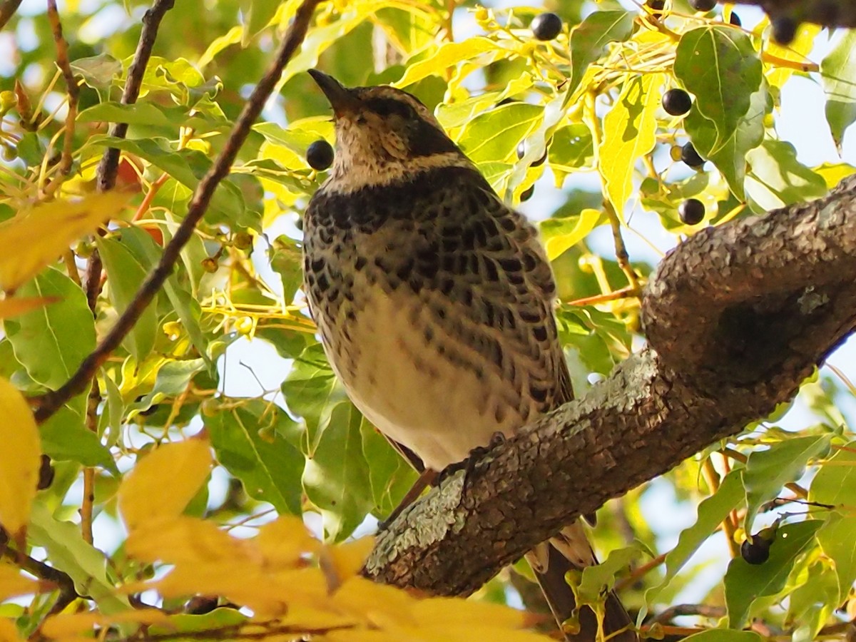 drozd rezavokřídlý - ML646106984