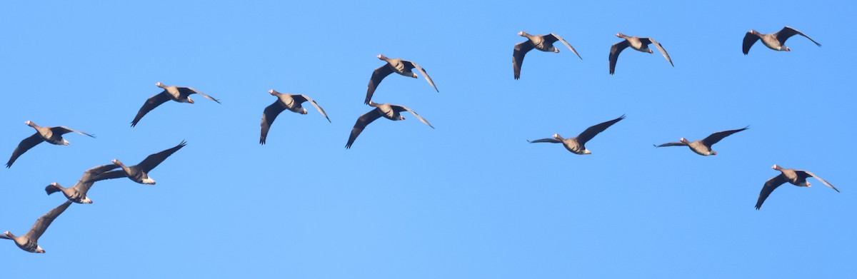 husa běločelá - ML646106985