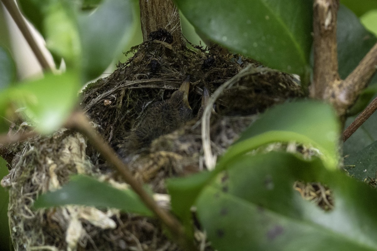 kolibřík modrouchý - ML646106986