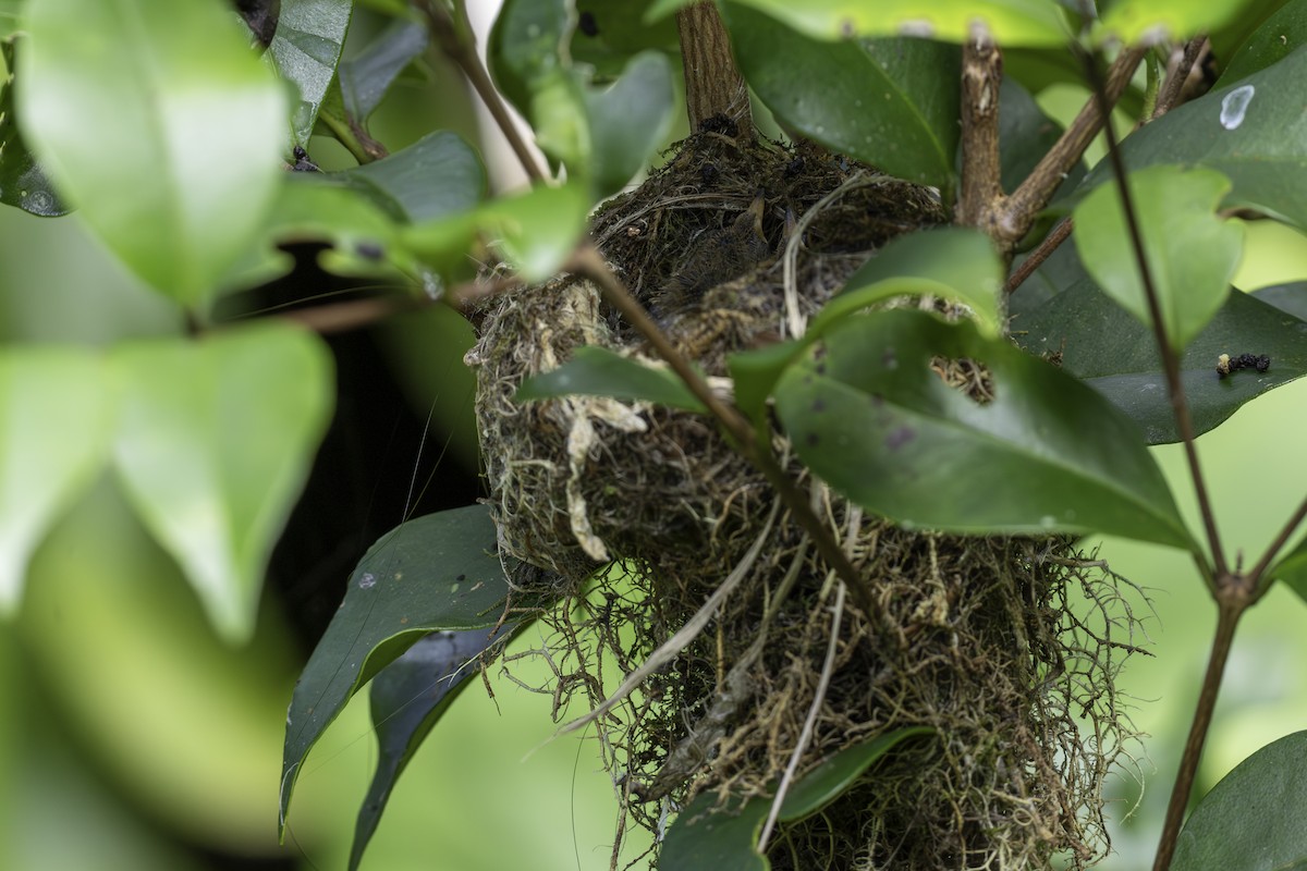 kolibřík modrouchý - ML646106987