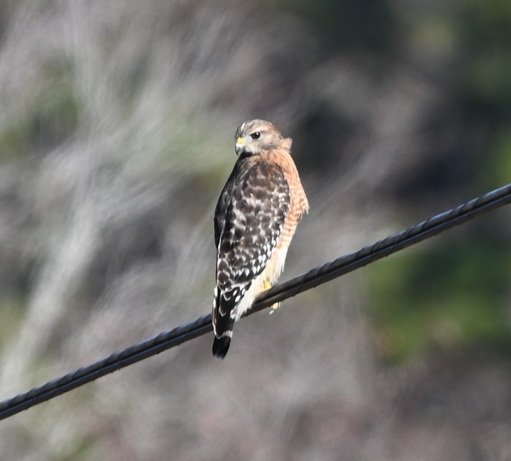 káně páskovaná - ML646106988