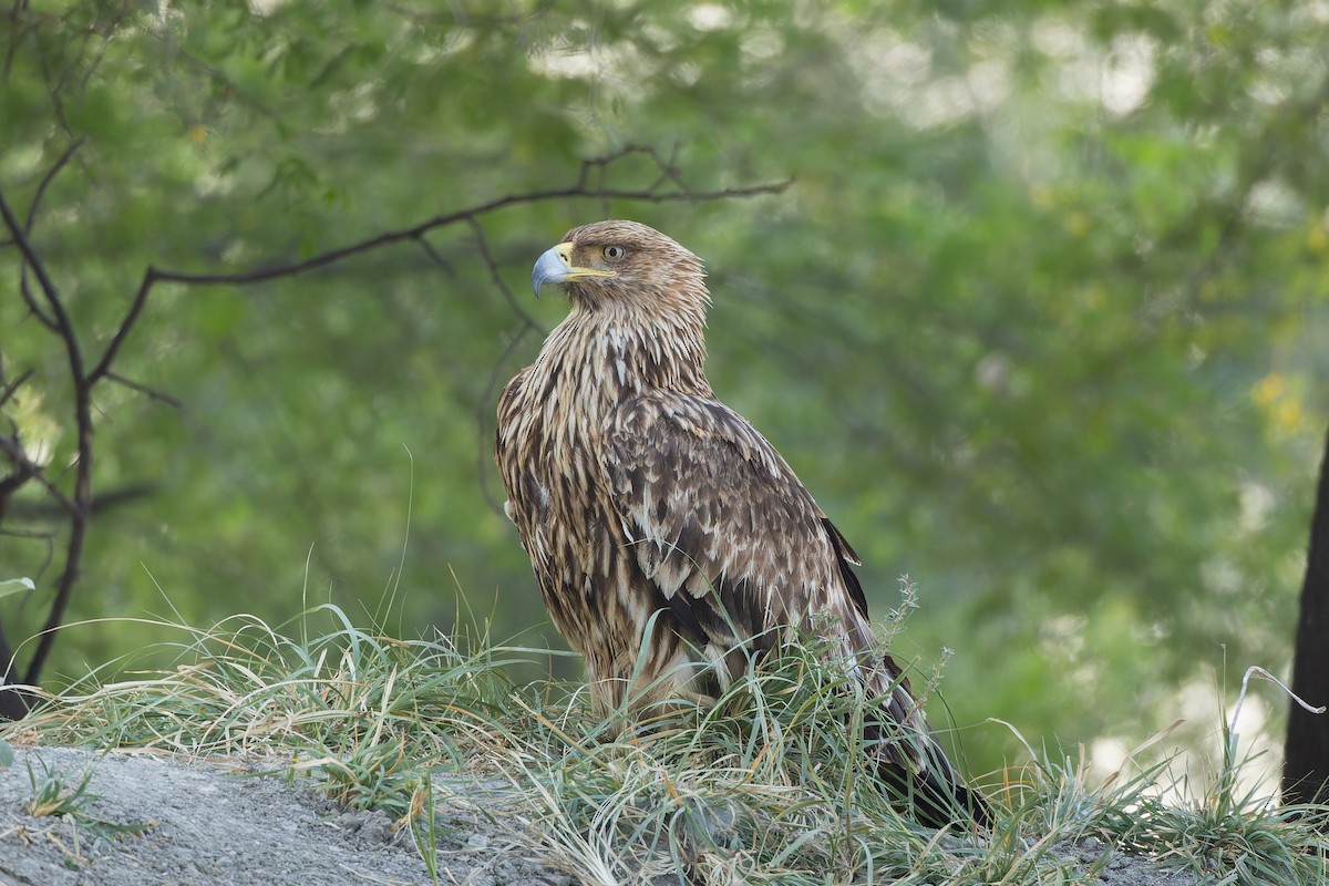 orel okrový - ML646106989