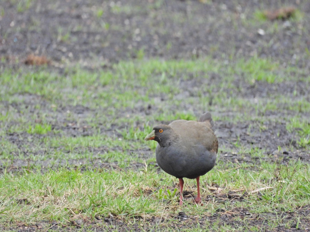 slípka černoocasá - ML646106990