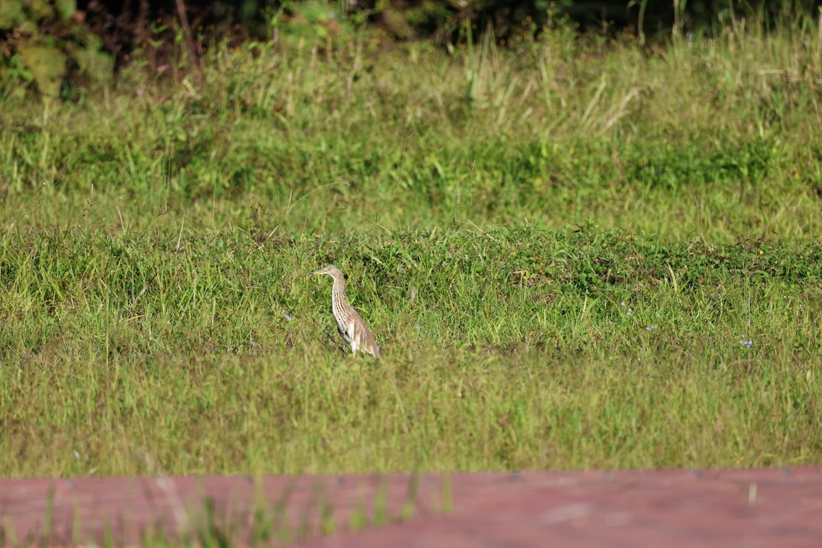 bílá volavka sp. - ML646106992