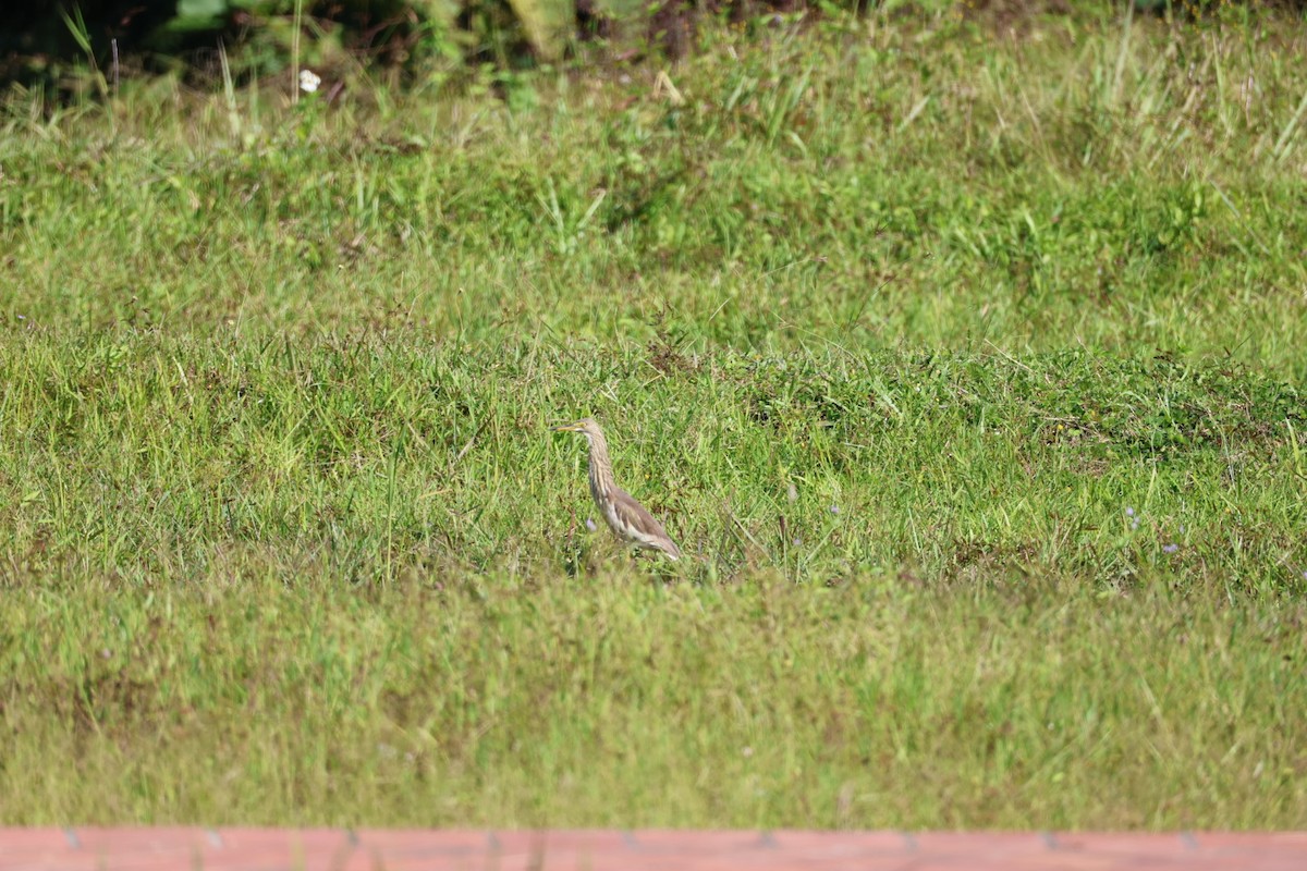 bílá volavka sp. - ML646106993