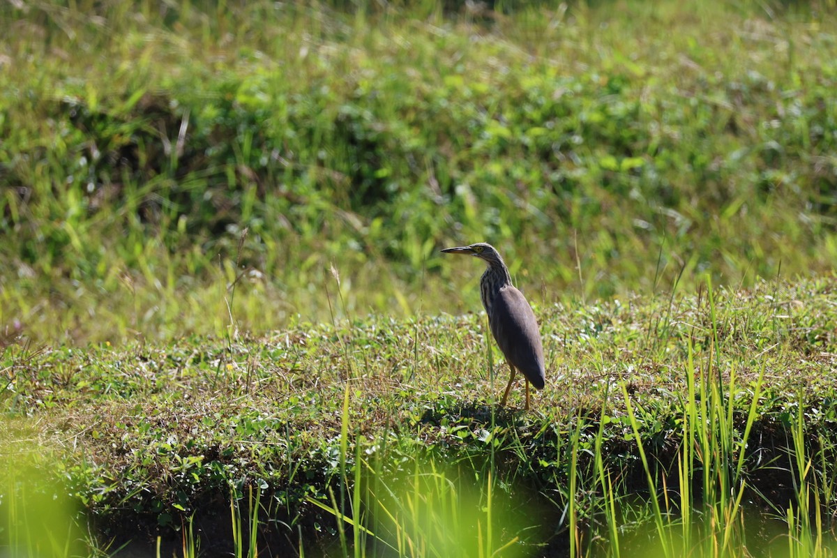 bílá volavka sp. - ML646106994