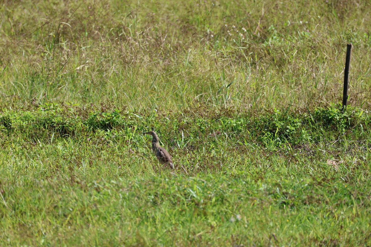 bílá volavka sp. - ML646106995