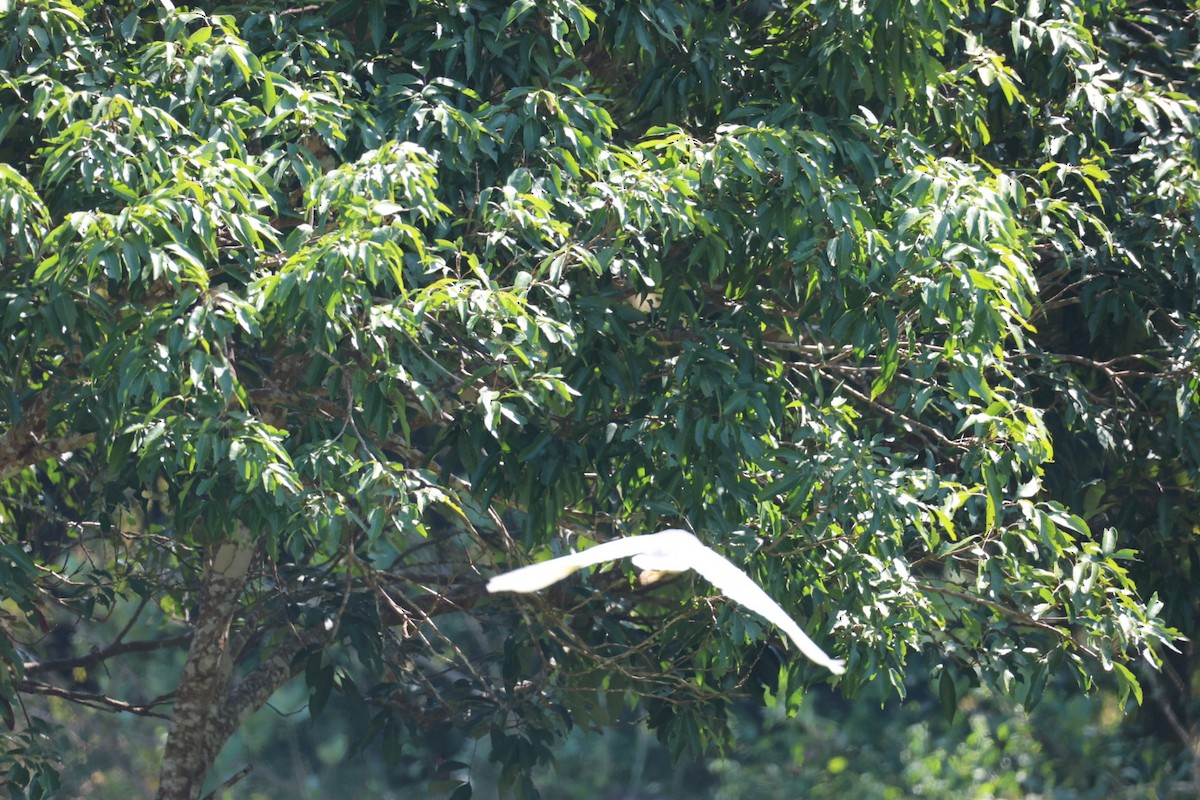 bílá volavka sp. - ML646106996