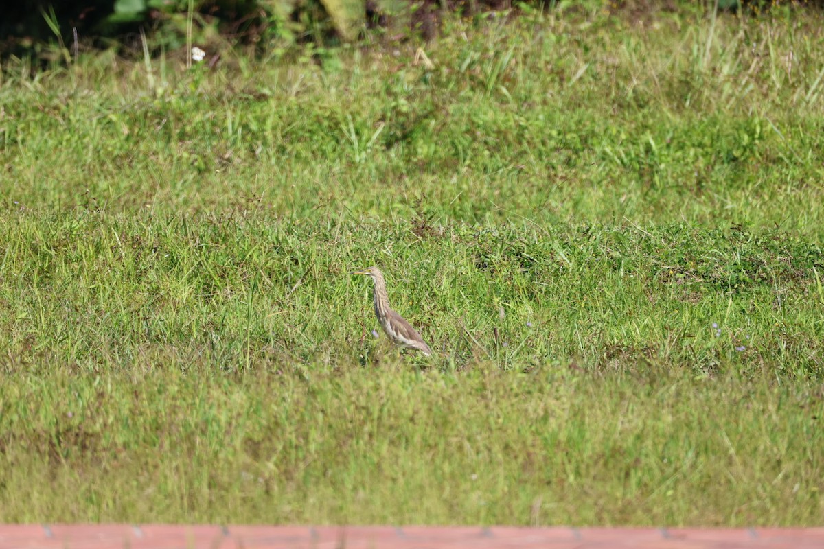 bílá volavka sp. - ML646106997