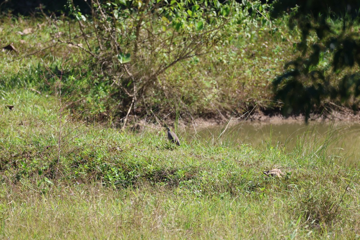 bílá volavka sp. - ML646106999