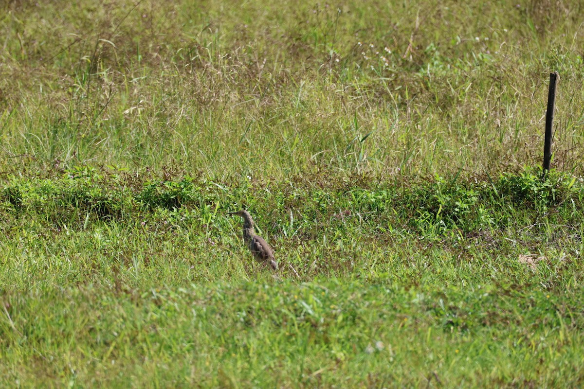 bílá volavka sp. - ML646107004