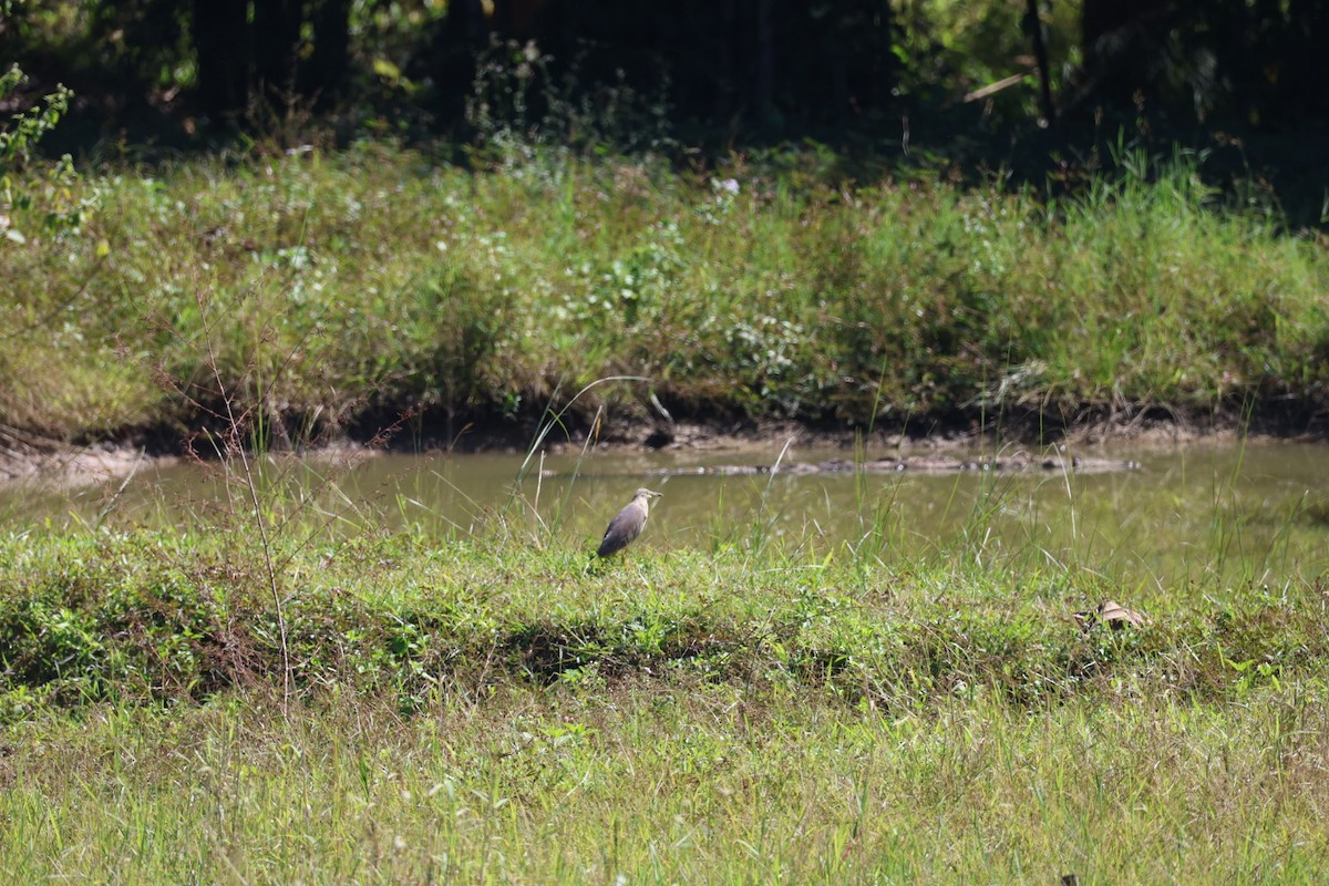 bílá volavka sp. - ML646107005