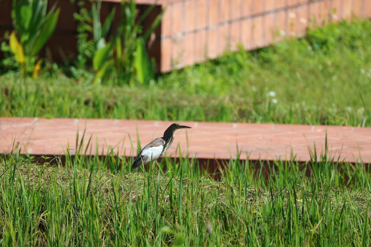 bílá volavka sp. - ML646107006