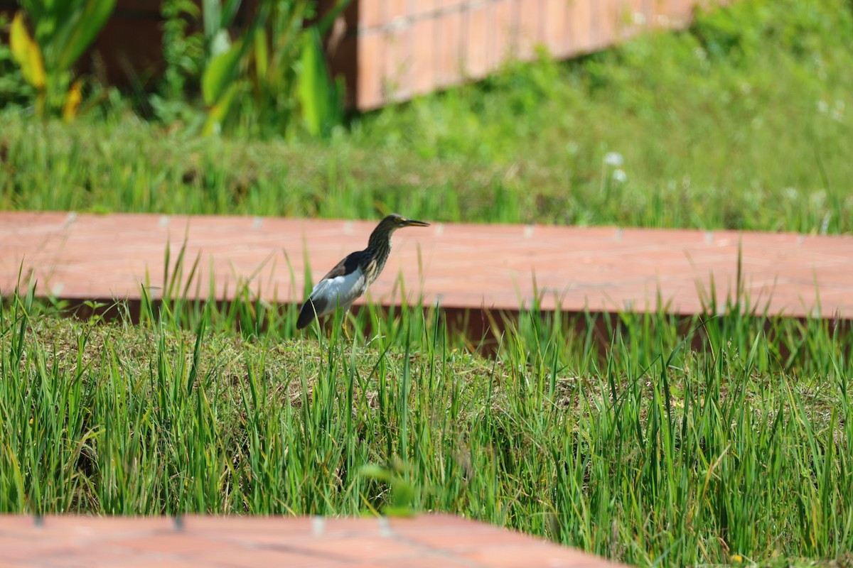 bílá volavka sp. - ML646107007