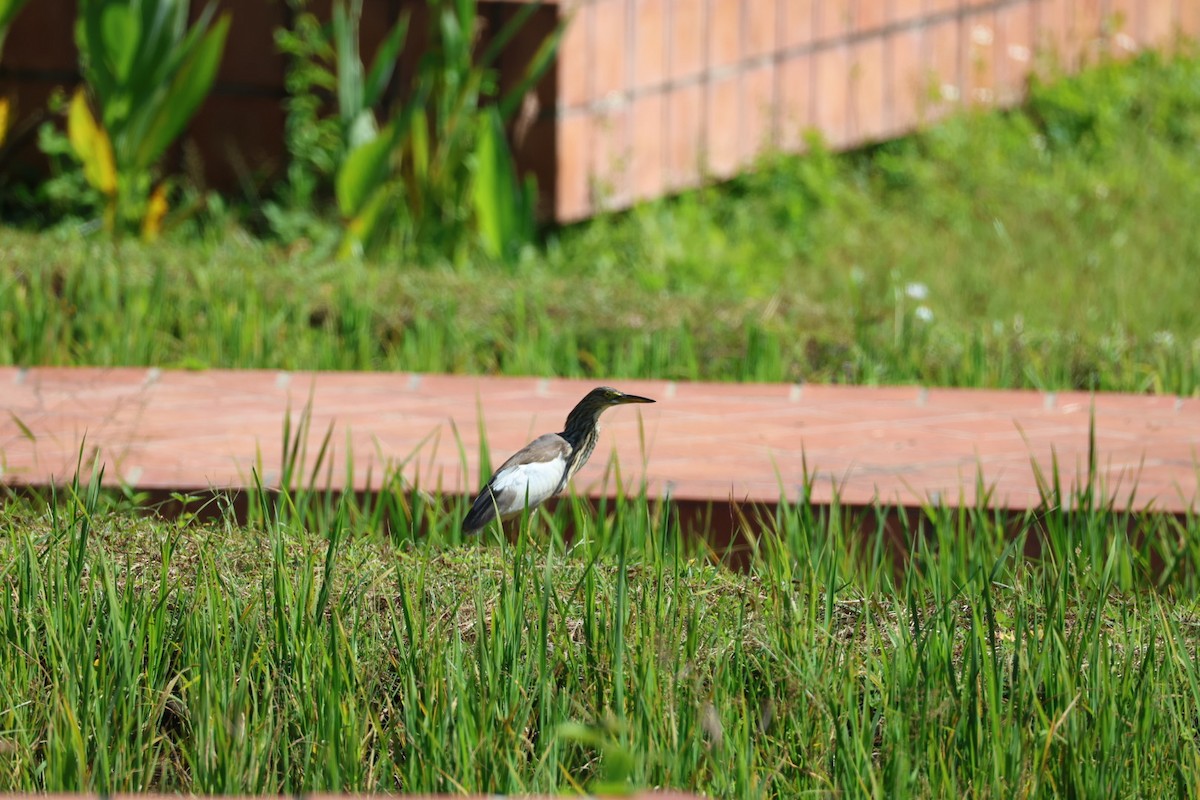 bílá volavka sp. - ML646107008