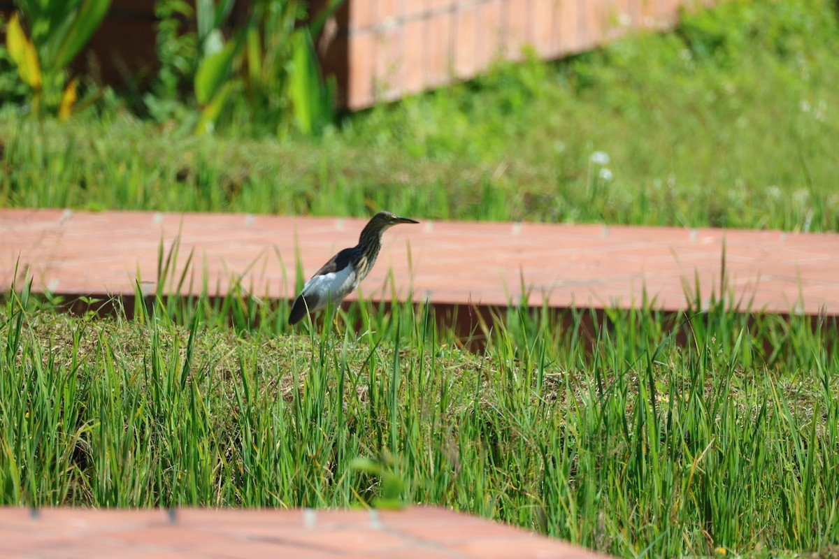 bílá volavka sp. - ML646107009