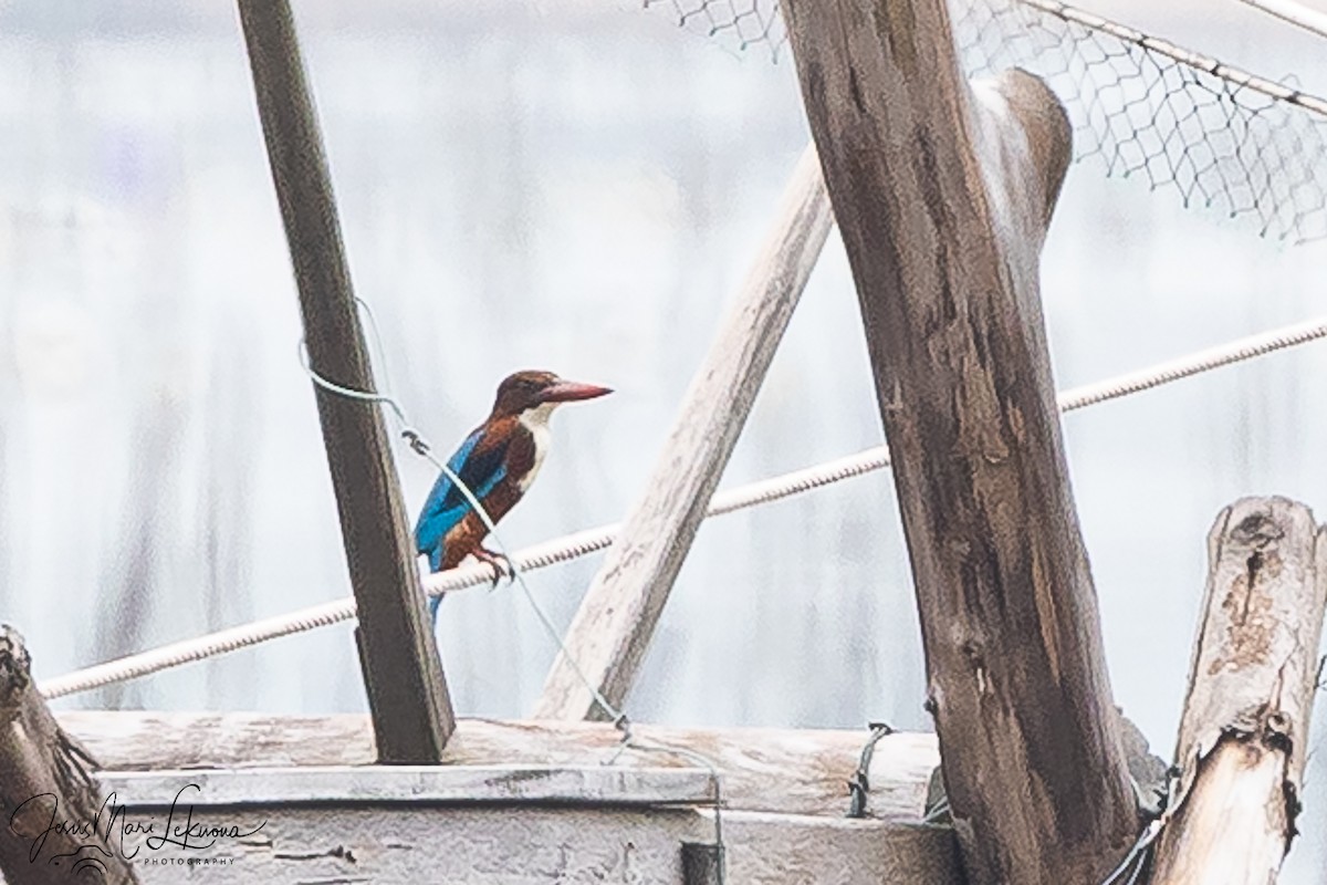 ledňáček hnědohlavý - ML646107017