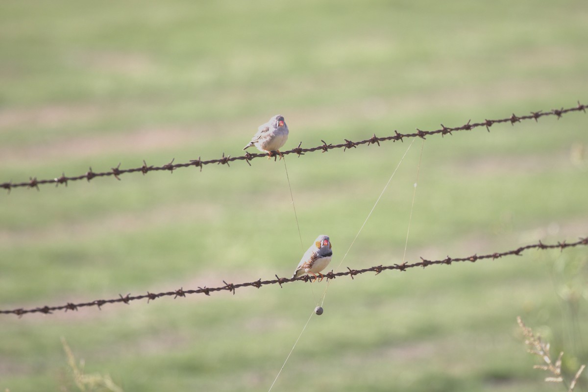 Zebra Finch - ML646107020