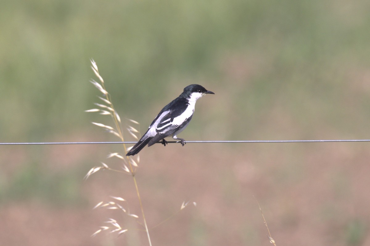 White-winged Triller - ML646107023