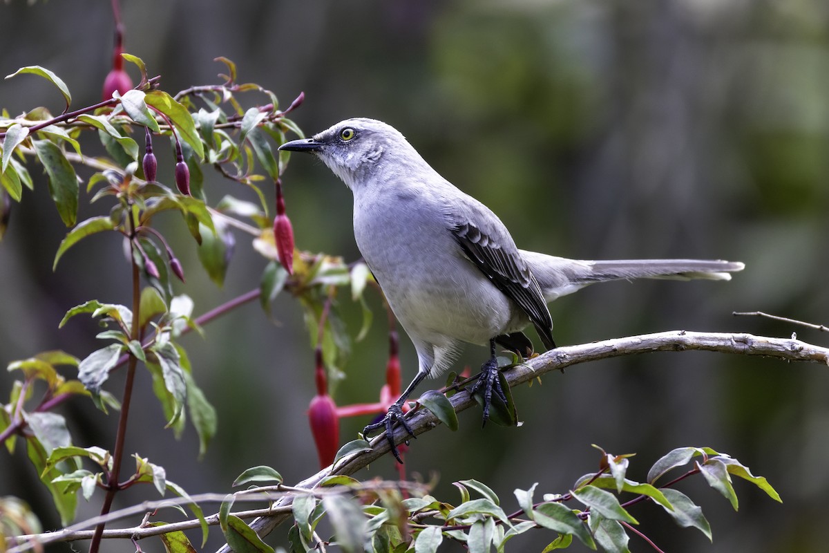 Tropikal Taklitçi - ML646107024