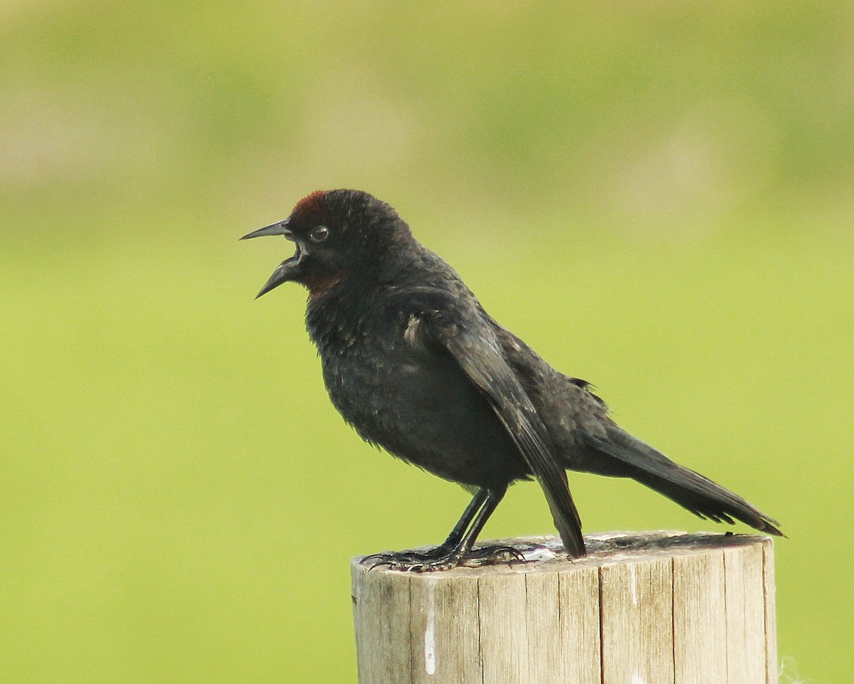 Chestnut-capped Blackbird - ML646107028
