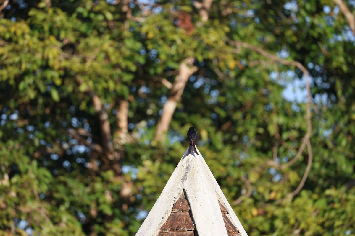 svartdrongo - ML646107033