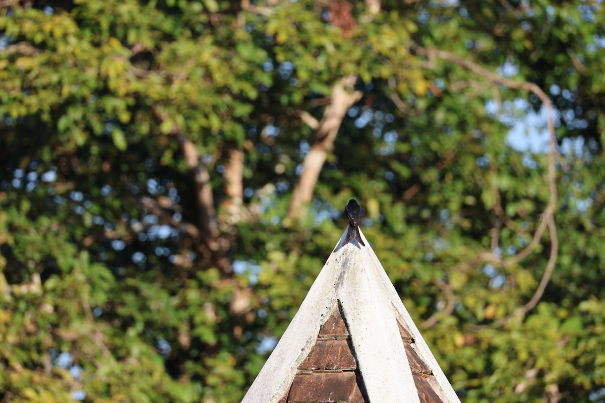 svartdrongo - ML646107034