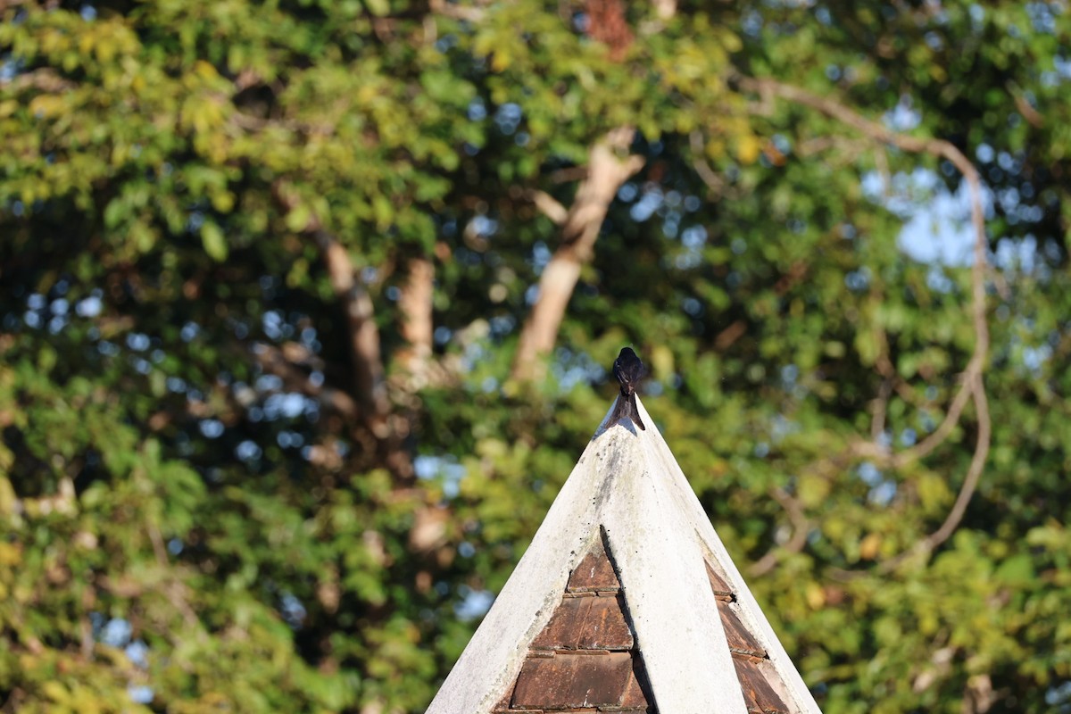 svartdrongo - ML646107035