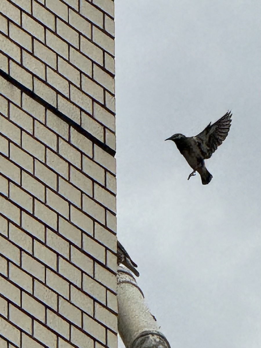 Шпак сірий - ML646107038