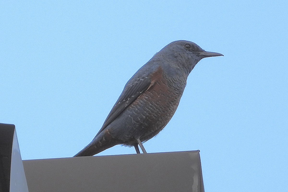 Скеляр синій - ML646107042