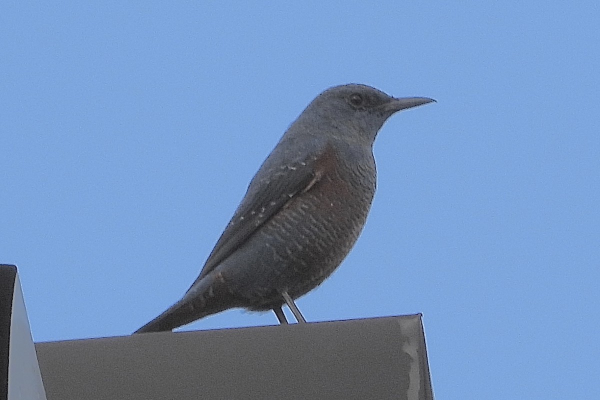 Скеляр синій - ML646107043