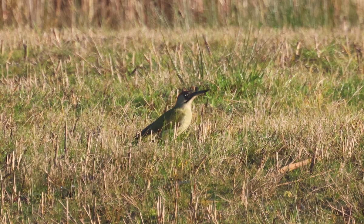 žluna zelená - ML646107044