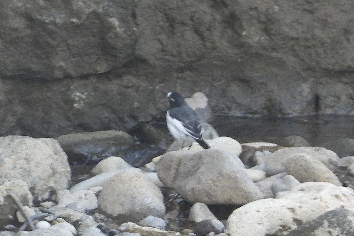 Плиска японська - ML646107050