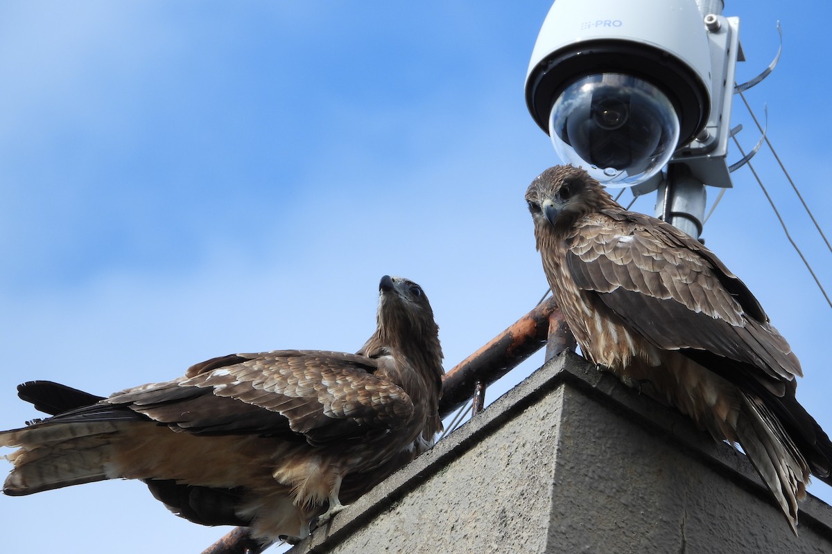 Шуліка чорний - ML646107051