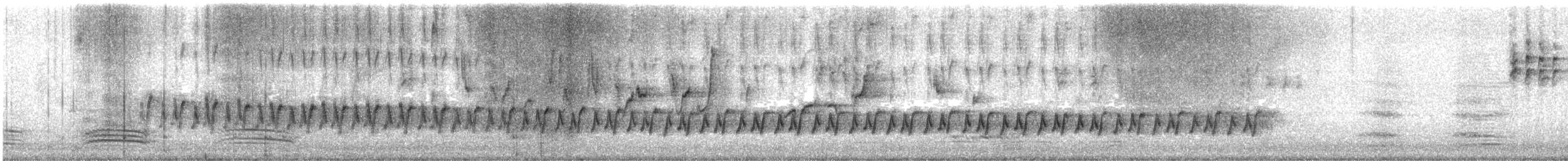 White-winged Triller - ML646107058