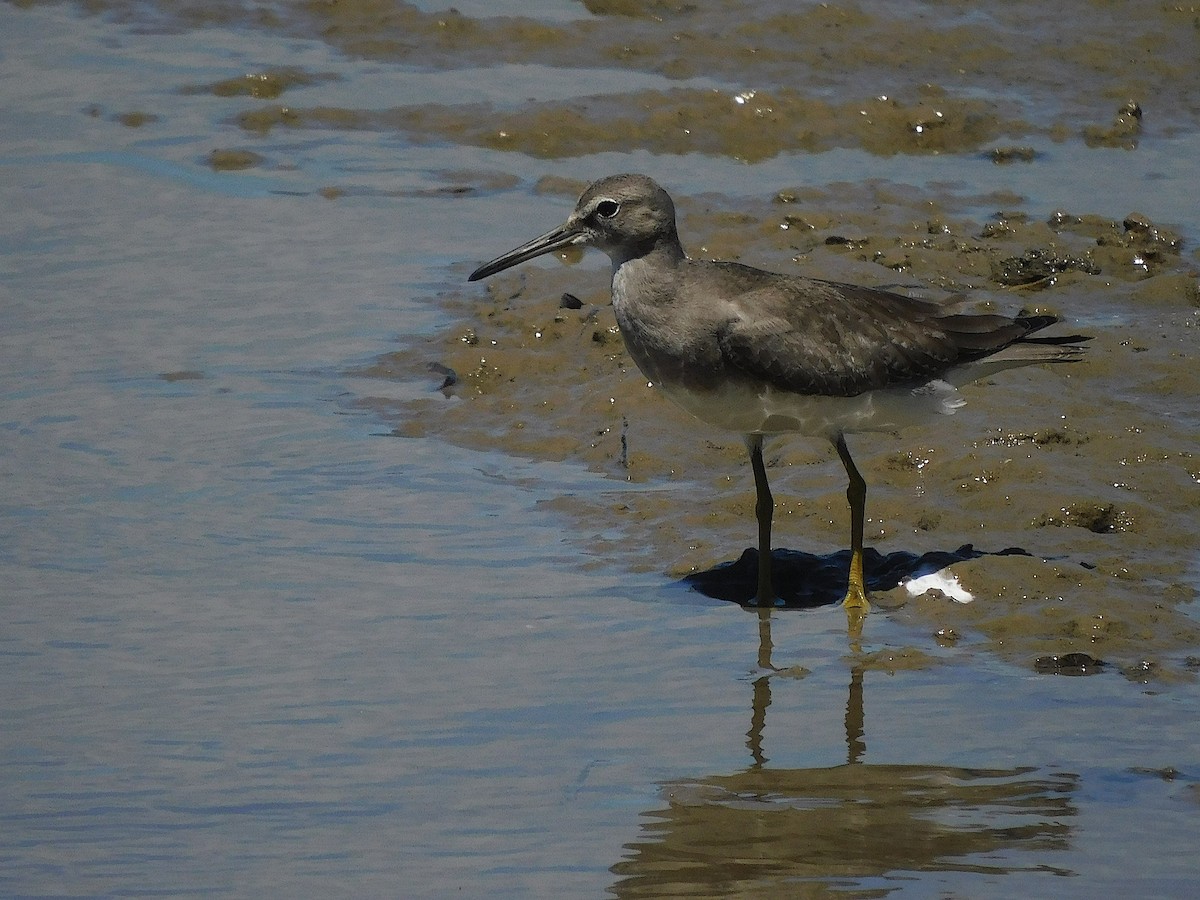 Gray-tailed Tattler - ML646107059