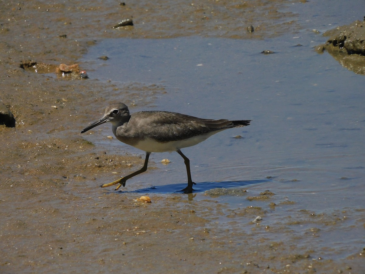 黃足鷸 - ML646107060