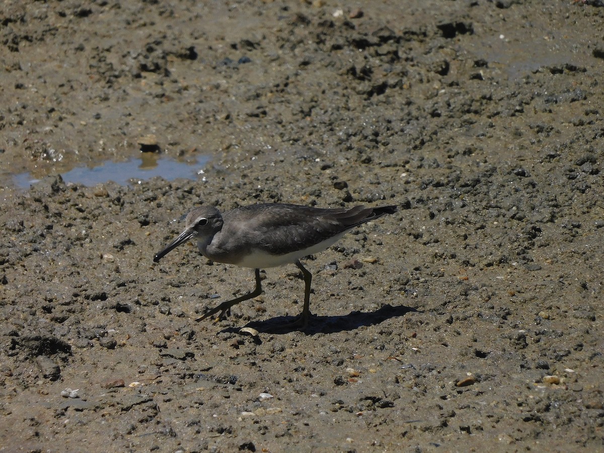 Gray-tailed Tattler - ML646107061