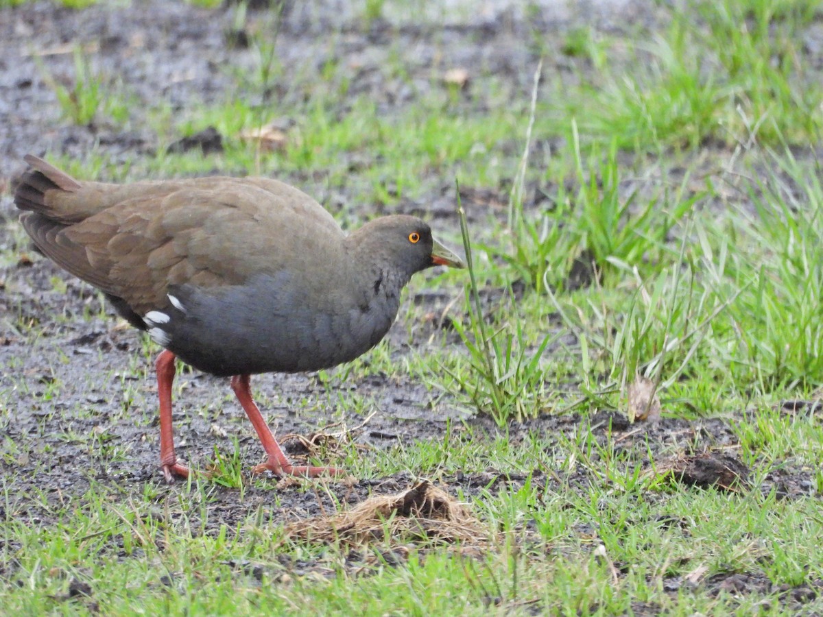 Black-tailed Nativehen - ML646107062