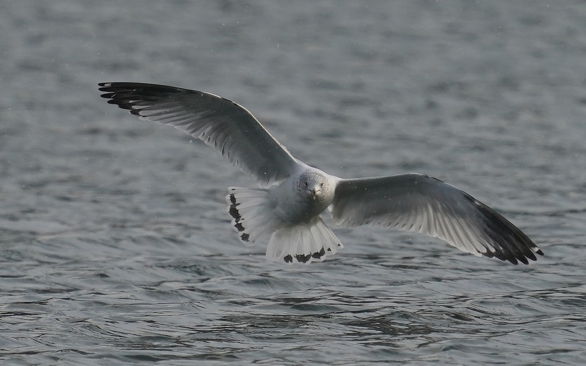 Delawareko kaioa - ML646107070