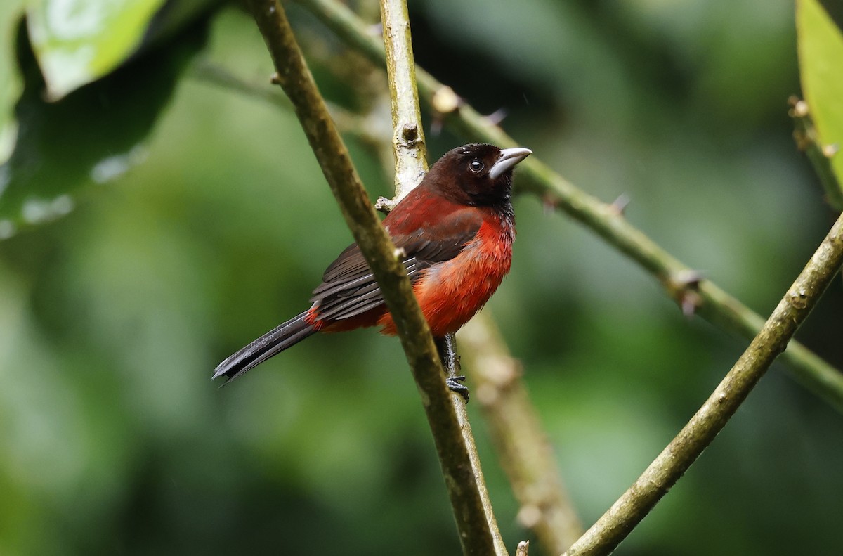 Crimson-backed Tanager - ML646107071